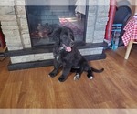 Small #4 Golden Mountain Dog