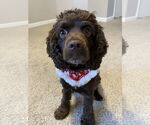 Small #2 Cocker Spaniel