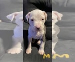 Small Photo #10 American Pit Bull Terrier Puppy For Sale in ELMA, WA, USA