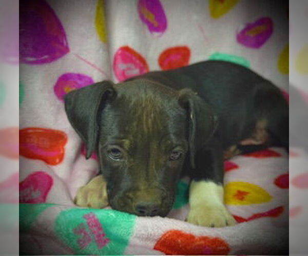 Medium Photo #4 Bulldog-Labrador Retriever Mix Puppy For Sale in Pleasanton, TX, USA