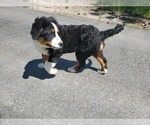 Small #2 Bernese Mountain Dog