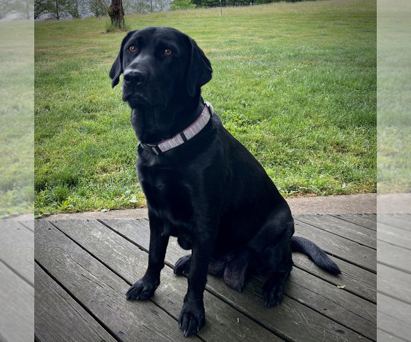Medium Photo #1 Labrador Retriever Puppy For Sale in CRANBERRY, PA, USA