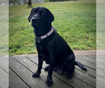 Small Photo #1 Labrador Retriever Puppy For Sale in CRANBERRY, PA, USA