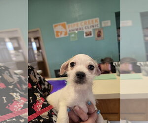 Shih Tzu-Unknown Mix Dogs for adoption in Pipe Creek, TX, USA