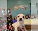 Grover - Male Shih Tzu-Unknown Mix Dog for Adoption - Small photo
