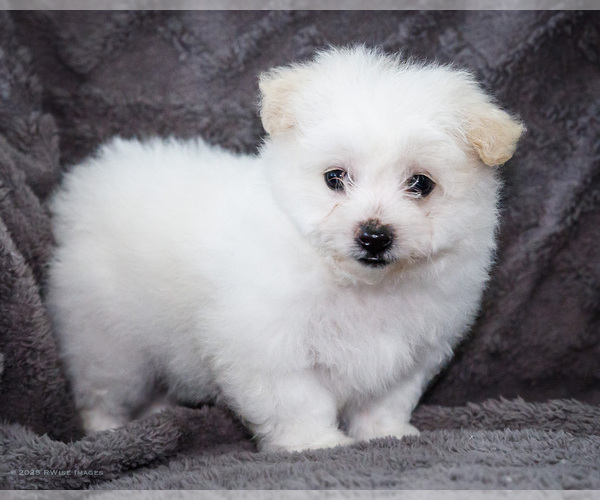 Medium Photo #11 Bichon Frise Puppy For Sale in WAKARUSA, IN, USA
