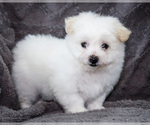 Puppy Kyson Bichon Frise