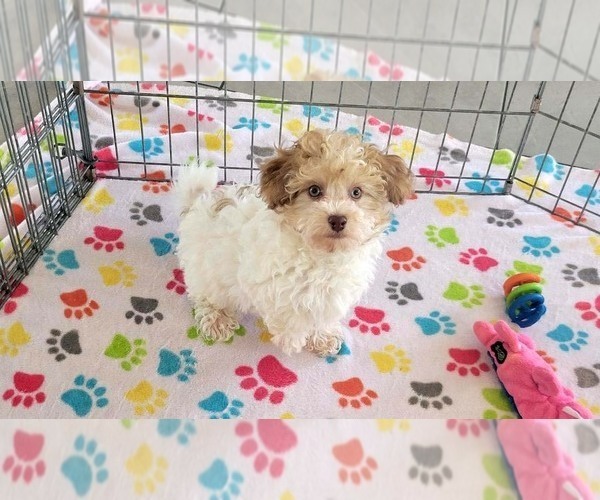 Medium Photo #1 Poovanese Puppy For Sale in ORO VALLEY, AZ, USA