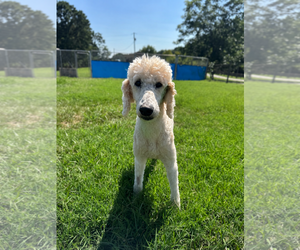 Poodle (Standard) Dogs for adoption in Pacolet, SC, USA