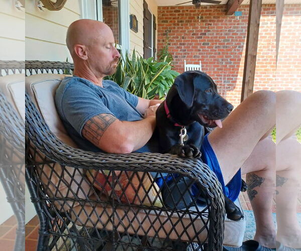 Medium Photo #3 Labrador Retriever-Unknown Mix Puppy For Sale in Huntersville, NC, USA