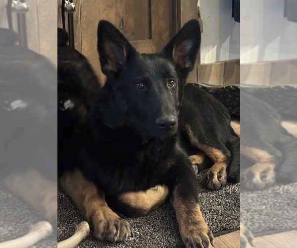 Medium Photo #2 German Shepherd Dog Puppy For Sale in LAKESIDE, MT, USA