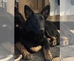 Small #1 German Shepherd Dog