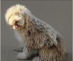 Small #3 Mutt