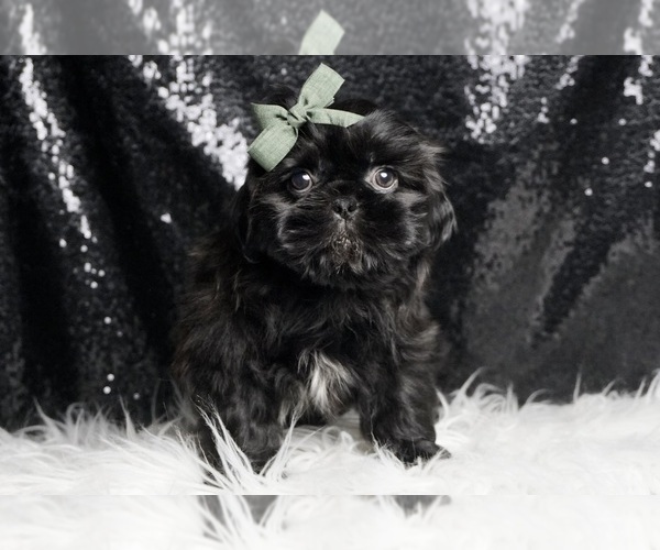 Medium Photo #4 Shih Tzu Puppy For Sale in WARSAW, IN, USA