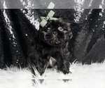 Small Photo #4 Shih Tzu Puppy For Sale in WARSAW, IN, USA