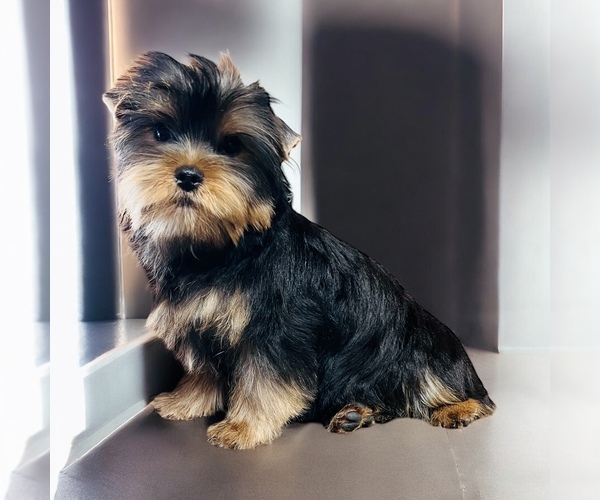 Medium Photo #1 Yorkshire Terrier Puppy For Sale in DRY PRONG, LA, USA