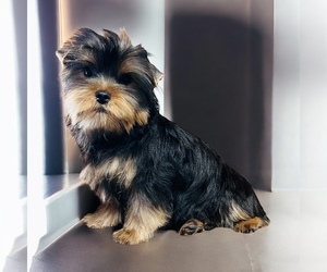 Medium Yorkshire Terrier