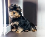 Puppy Puppy 1 Male Yorkshire Terrier