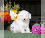 Frankie - Male Poodle (Toy) Puppy for Sale - Small photo