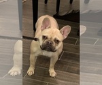 Small Photo #1 French Bulldog Puppy For Sale in LOUISVILLE, KY, USA