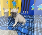 Puppy Stormy French Bulldog