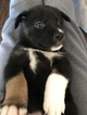 Small Photo #1 German Shepherd Dog-Siberian Husky Mix Puppy For Sale in YUCCA VALLEY, CA, USA
