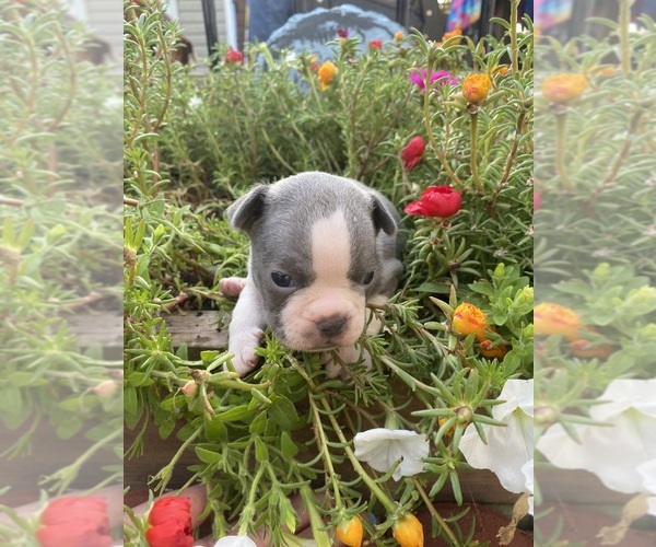 Medium Photo #7 Faux Frenchbo Bulldog Puppy For Sale in FREDONIA, KS, USA