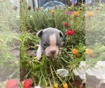 Small #6 Faux Frenchbo Bulldog