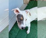 Small #1 American Pit Bull Terrier Mix