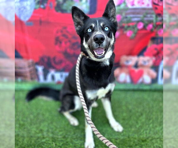 Medium Photo #2 Siberian Husky Puppy For Sale in Long Beach, CA, USA