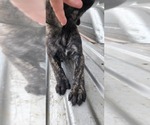 Small Photo #14 Mastiff Puppy For Sale in PARIS, IL, USA