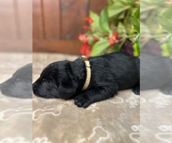 Medium Photo #10 Labrador Retriever Puppy For Sale in NEOLA, WV, USA