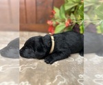 Small #9 Labrador Retriever