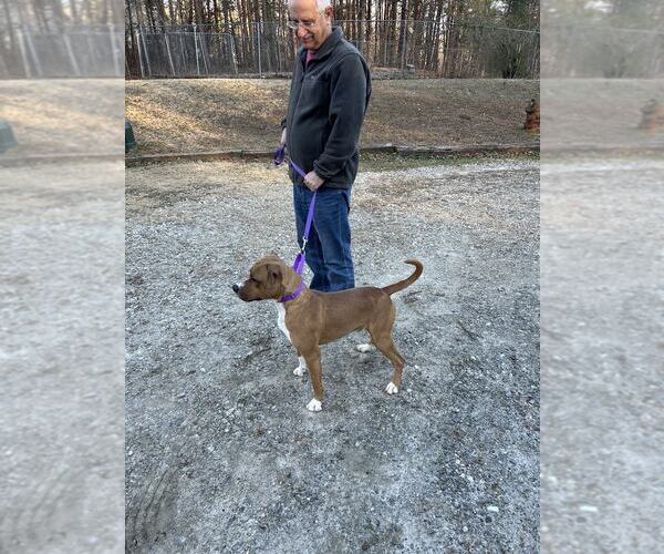 Medium Photo #2 Mutt Puppy For Sale in Shelburne, VT, USA