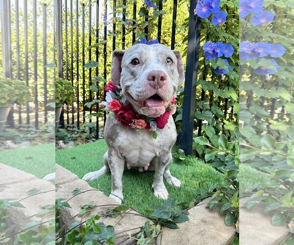 Medium Photo #12 American Pit Bull Terrier-Catahoula Leopard Dog Mix Puppy For Sale in Redlands, CA, USA