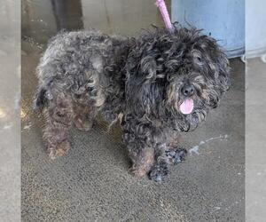 Poodle (Miniature)-Unknown Mix Dogs for adoption in Camarillo, CA, USA