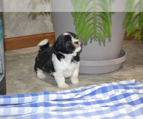 Medium Photo #8 Shih Tzu-Zuchon Mix Puppy For Sale in GREENWOOD, WI, USA