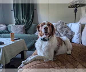 Brittany Dogs for adoption in Curwensville, PA, USA