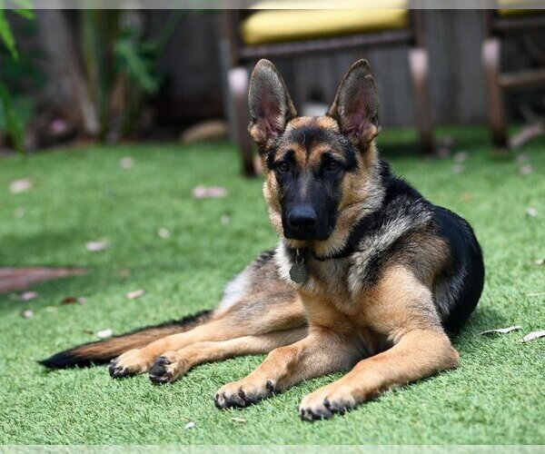 Medium Photo #4 German Shepherd Dog Puppy For Sale in San Diego, CA, USA