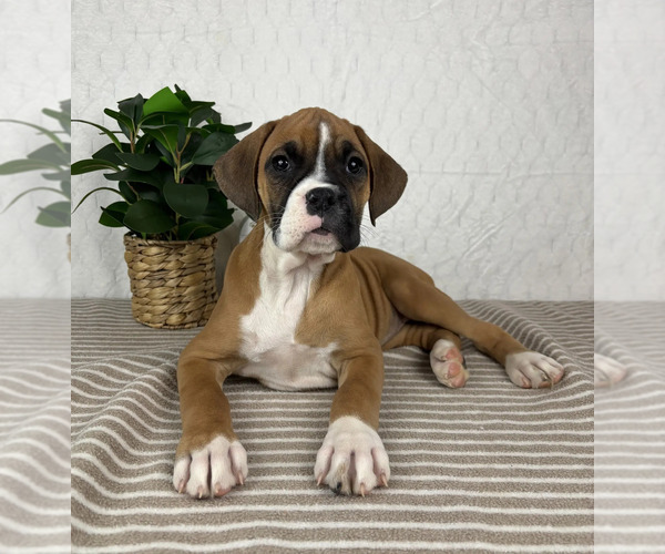 Medium Photo #1 Boxer Puppy For Sale in GREENFIELD, IN, USA