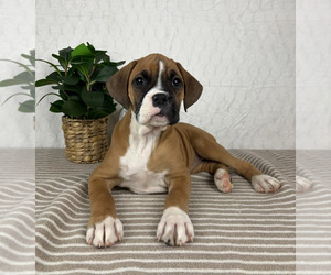 Boxer Puppy for sale in GREENFIELD, IN, USA