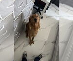 Small #1 Golden Retriever