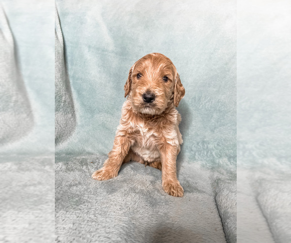 Medium Photo #1 Goldendoodle Puppy For Sale in MOUNT JULIET, TN, USA
