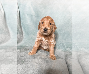 Goldendoodle Puppy for Sale in MOUNT JULIET, Tennessee USA