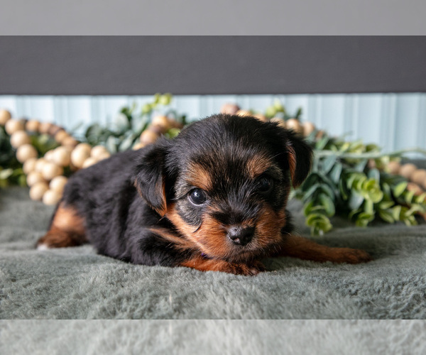 Medium Photo #3 Yorkshire Terrier Puppy For Sale in NAPPANEE, IN, USA