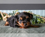 Small #2 Yorkshire Terrier