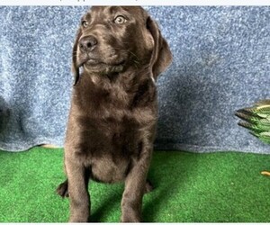 Labrador Retriever Puppy for sale in LYNN HAVEN, FL, USA