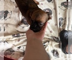 Small #12 Brussels Griffon