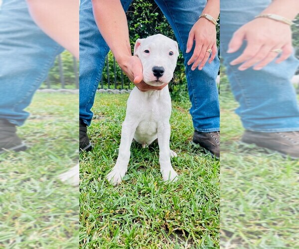 Medium Photo #3 Dogo Argentino Puppy For Sale in MIAMI, FL, USA