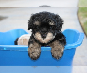 Schnauzer (Miniature) Puppy for sale in MADERA, CA, USA